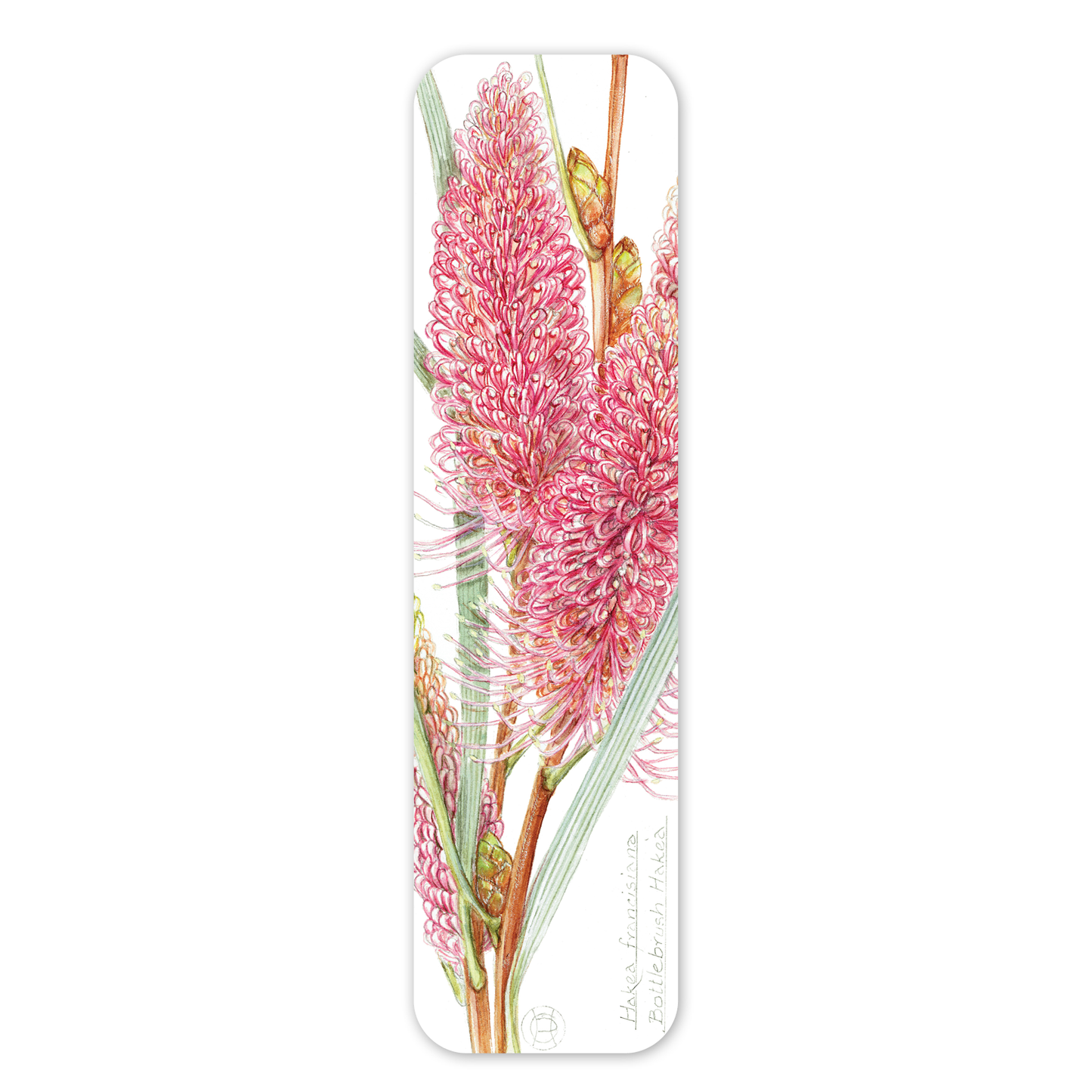 Bottlebrush Hakea — Australian Botanical Bookmark