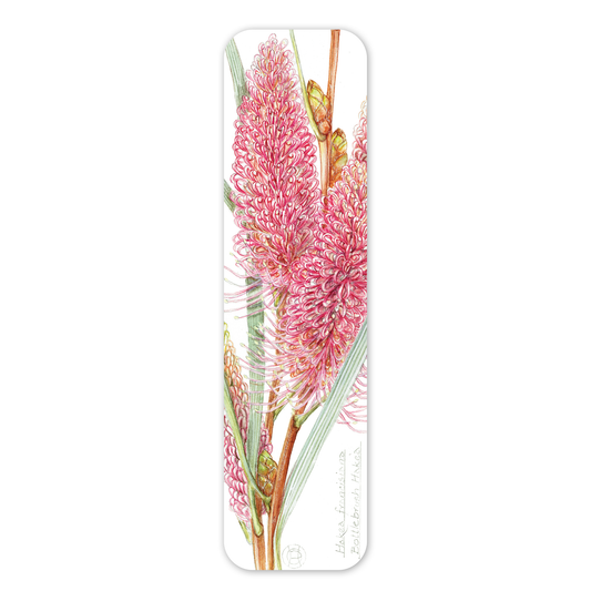 Bookmark: Bottlebrush Hakea