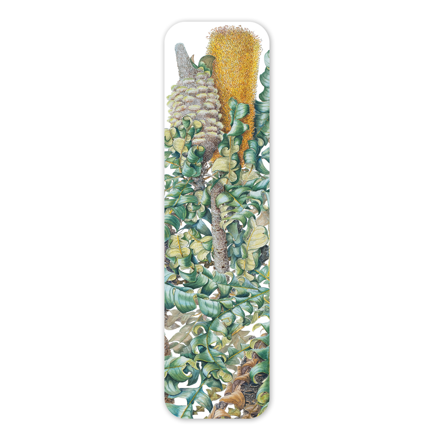 Banksia grandis — Australian Botanical Bookmark