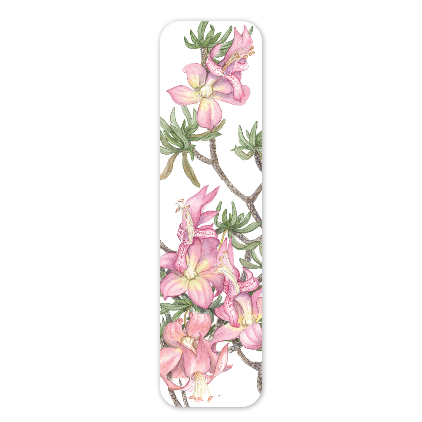 Eremophila miniata — Australian Botanical Bookmark
