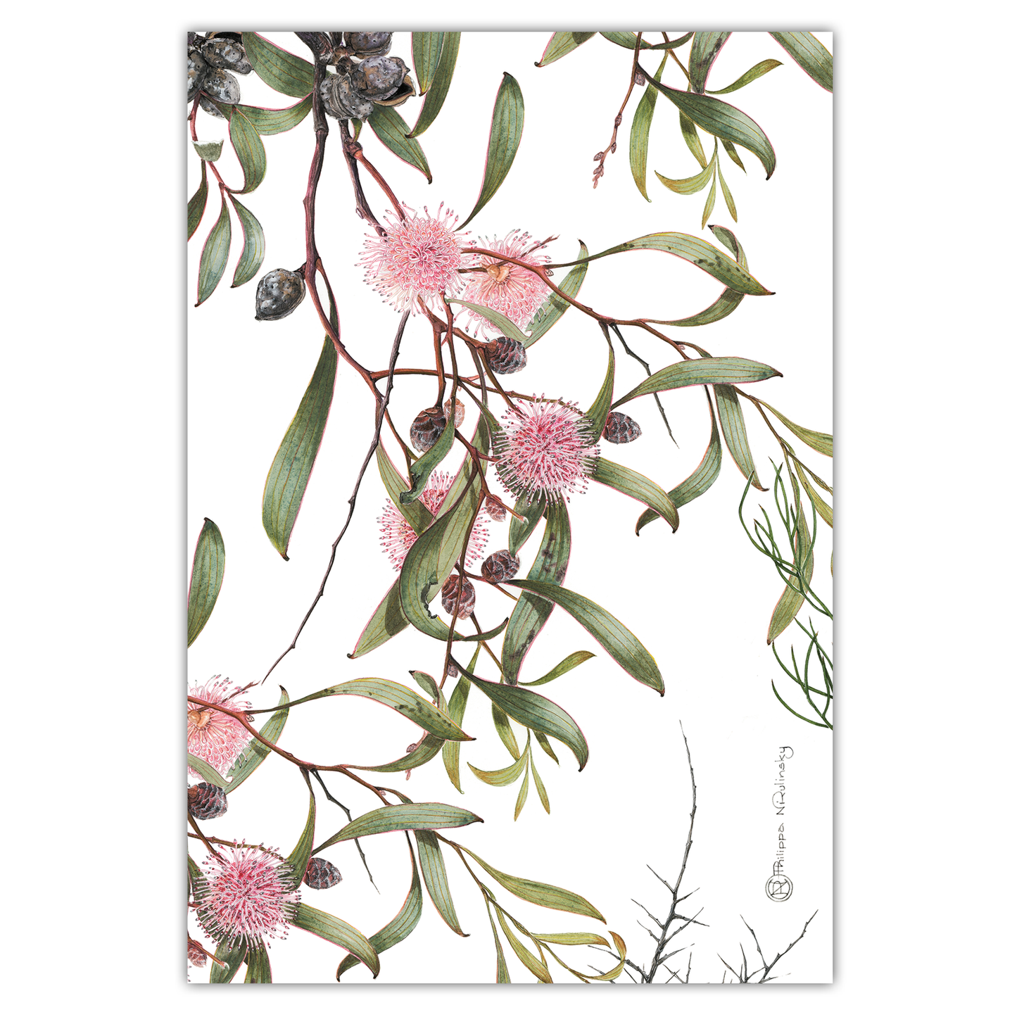 Pincushion Hakea Australian Botanical Linen Tea Towel