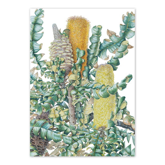 studio-nikulinsky A6 Card: Bull Banksia by Philippa Nikulinsky