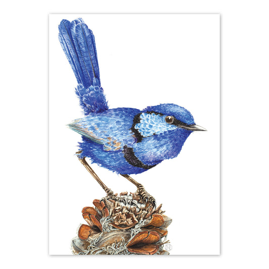 studio-nikulinsky A6 Card: Splendid Fairy Wren by Philippa Nikulinsky