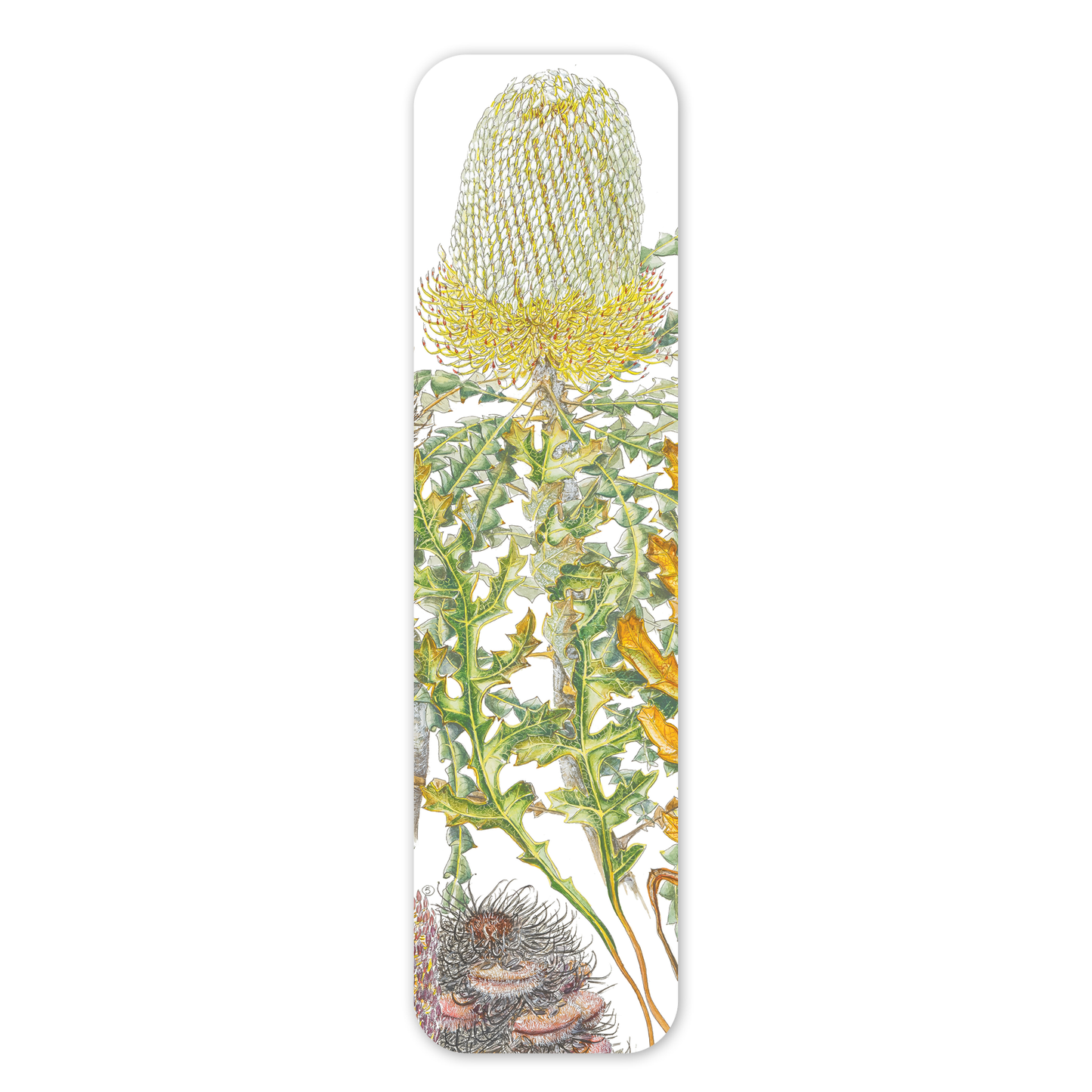 Showy Banksia — Australian Botanical Bookmark
