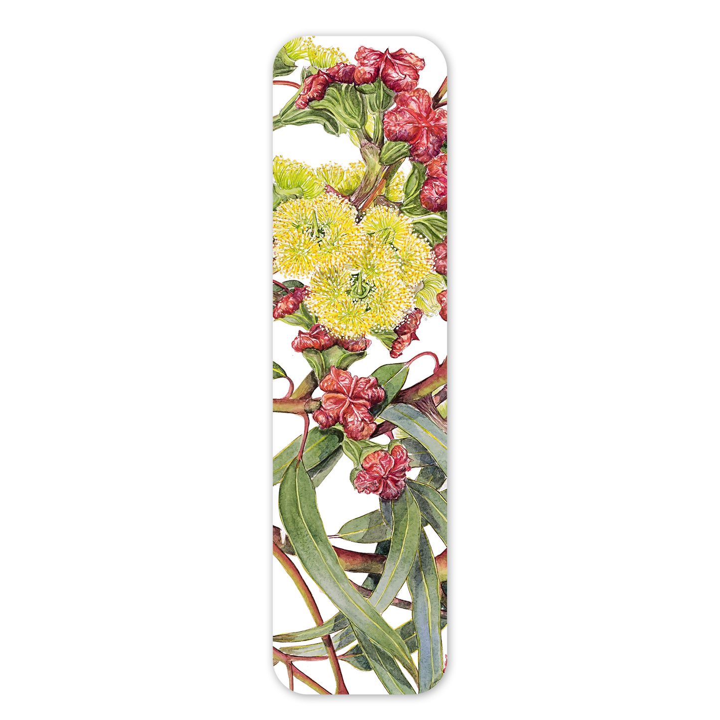 Red-capped Gum — Australian Botanical Bookmark