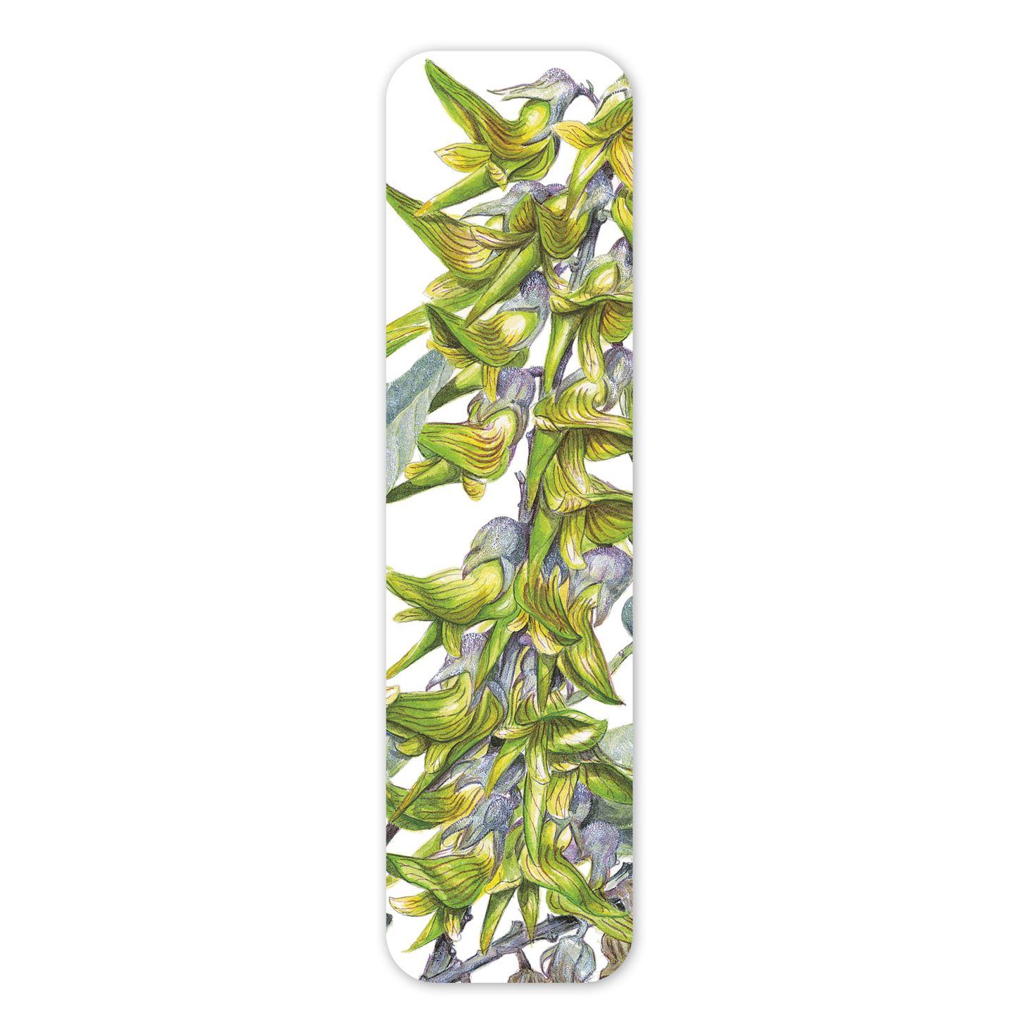 Green birdflower — Australian Botanical Bookmark