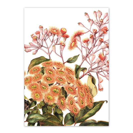 studio-nikulinsky A6 Card: Red-flowering Gum by Philippa Nikulinsky