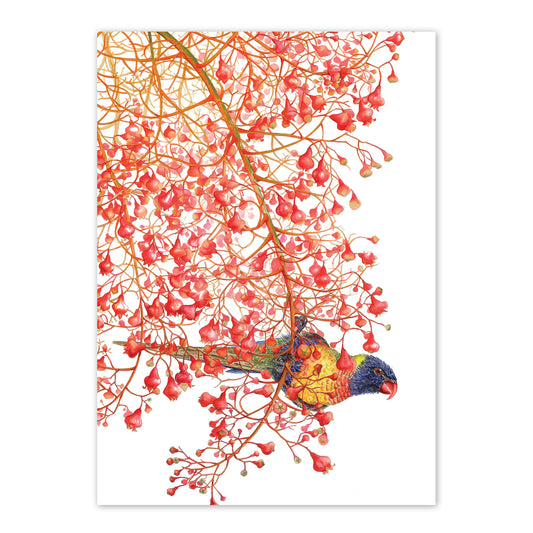 studio-nikulinsky A6 Card: Rainbow lorikeets by Philippa Nikulinsky