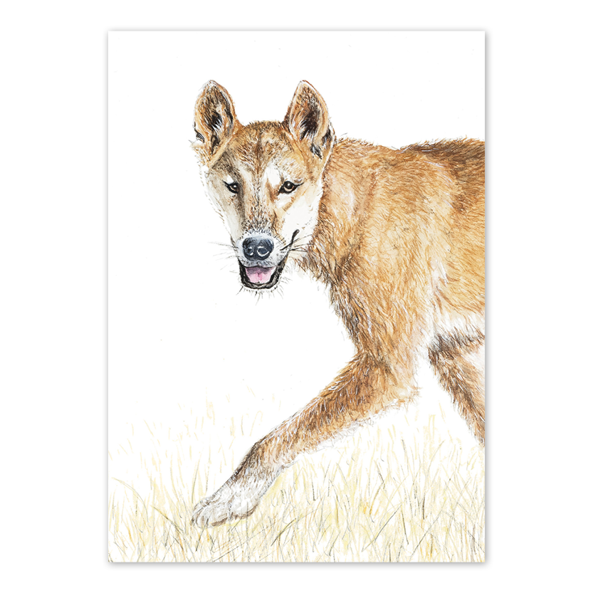 Dingo Australian Wildlife Card — A6