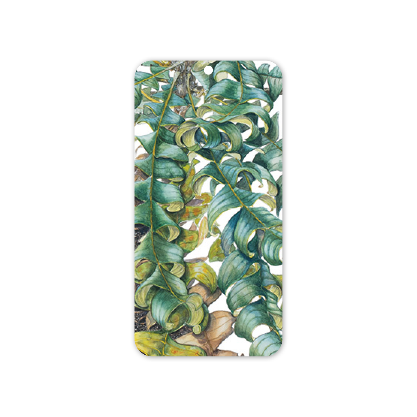 Banksia foliage Botanical Rectangle Gift Tag Pack