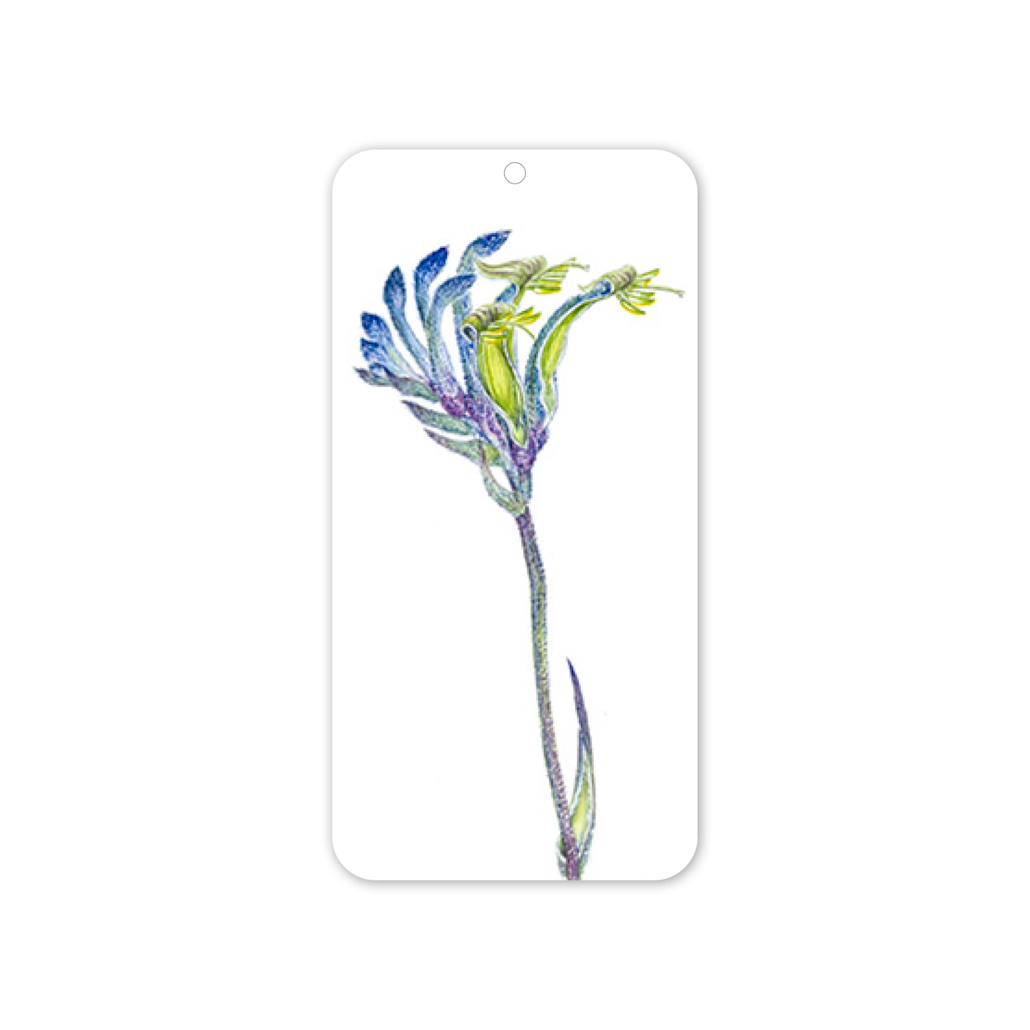 Blue Kangaroo Paw Australian Botanical Rectangle Gift Tag Pack