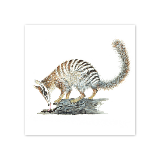 studio-nikulinsky Square Card: Numbat by Philippa Nikulinsky