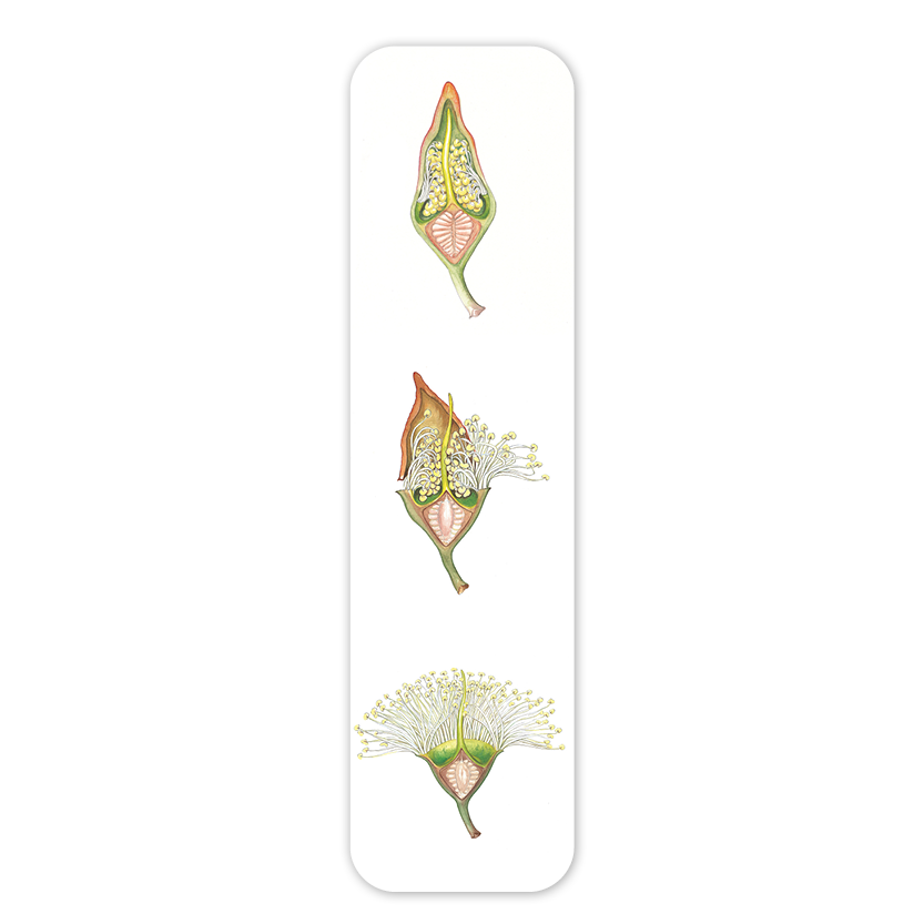 Jarrah flowering — Australian Botanical Bookmark