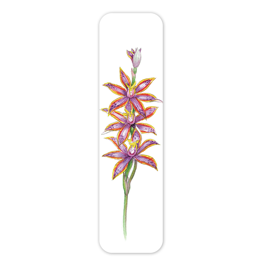 Queen of Sheba Orchid — Australian Botanical Bookmark
