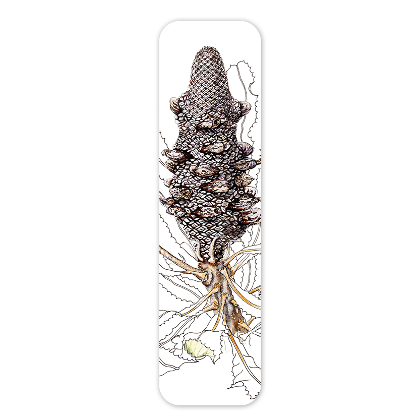 Firewood Banksia — Australian Botanical Bookmark
