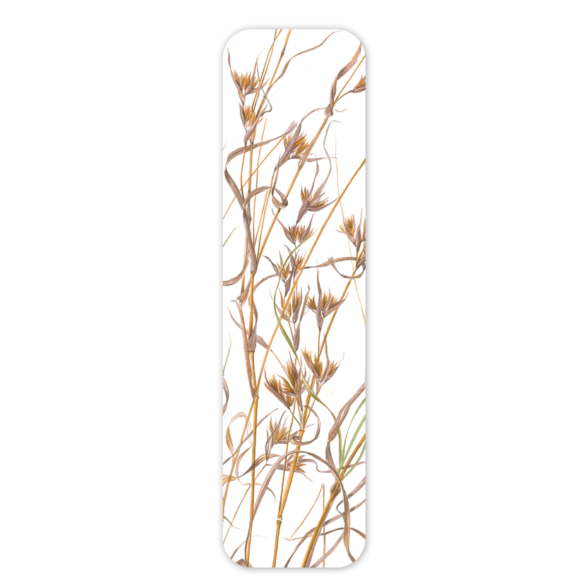 Kangaroo grass — Australian Botanical Bookmark