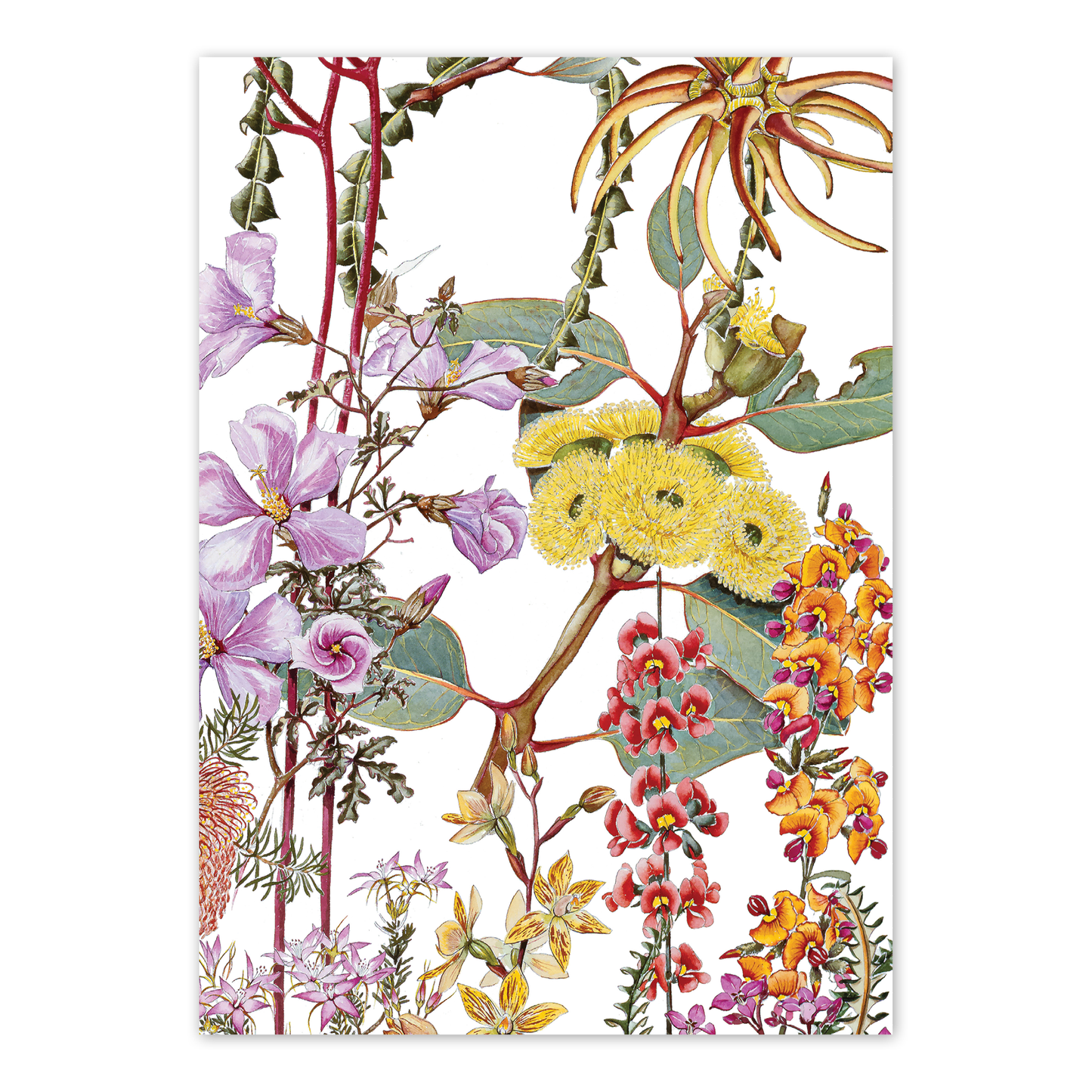 Wildflowers of the Southern Heathland Australian Botanical Card — A6