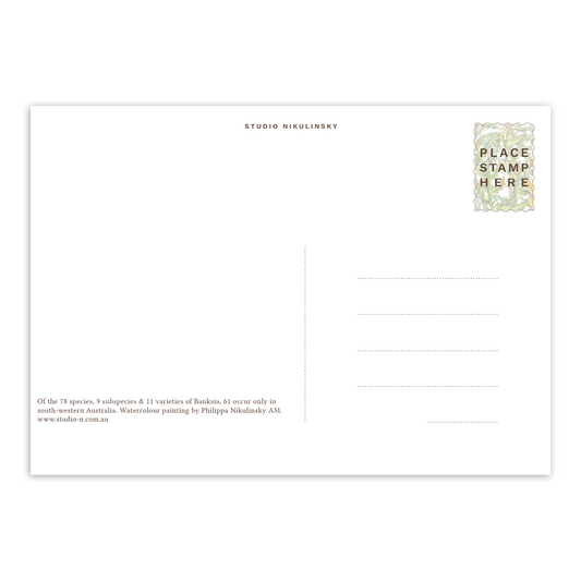 Postcard: Banksias - Western Australia