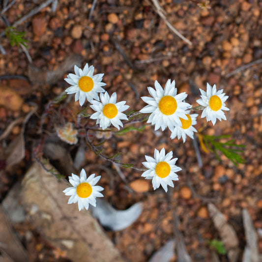 Where to see wildflowers in Western Australia in 2023?