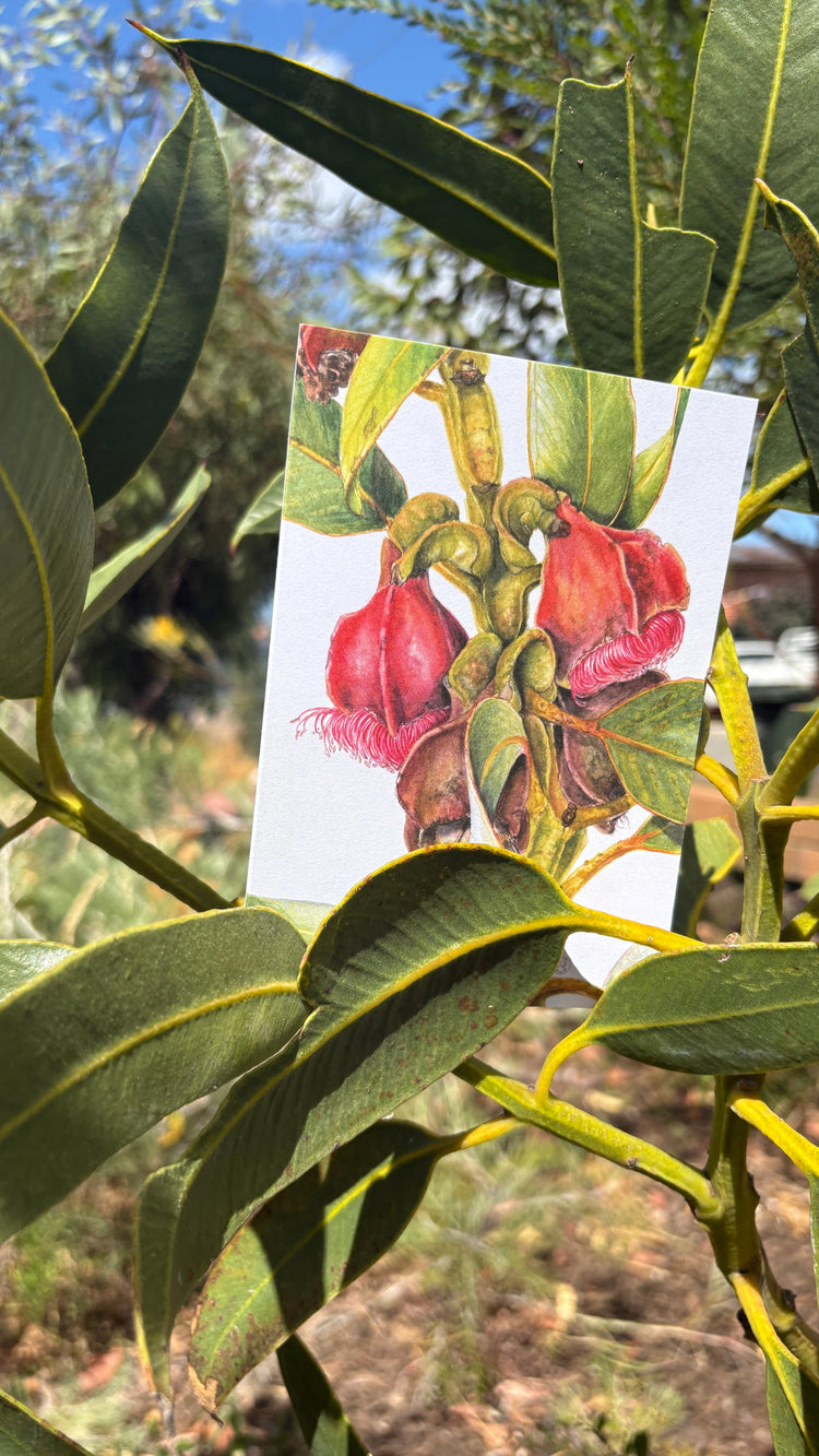 Australian Botanical Cards