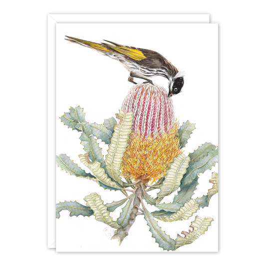 A6 Card: Honeyeater on Banksia