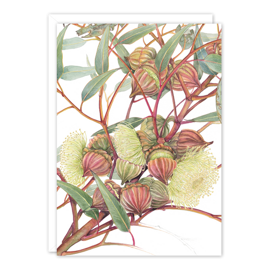 A6 Card: Large Fruited Mallee