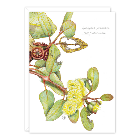 Bell-fruited Mallee Australian Botanical Card — A6
