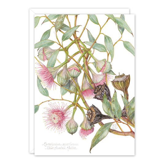 Pear-fruited Mallee Australian Botanical Card — A6