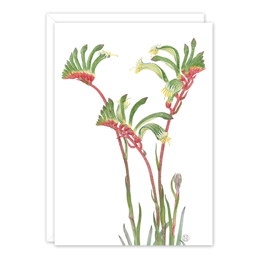 Red & Green Kangaroo Paw Australian Botanical Card — A6