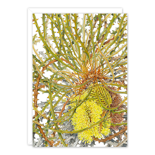 Swordfish Banksia Australian Botanical Card — A6