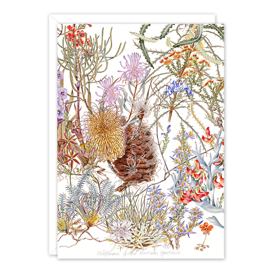 Wildflowers of the Northern Heathland Australian Botanical Card — A6
