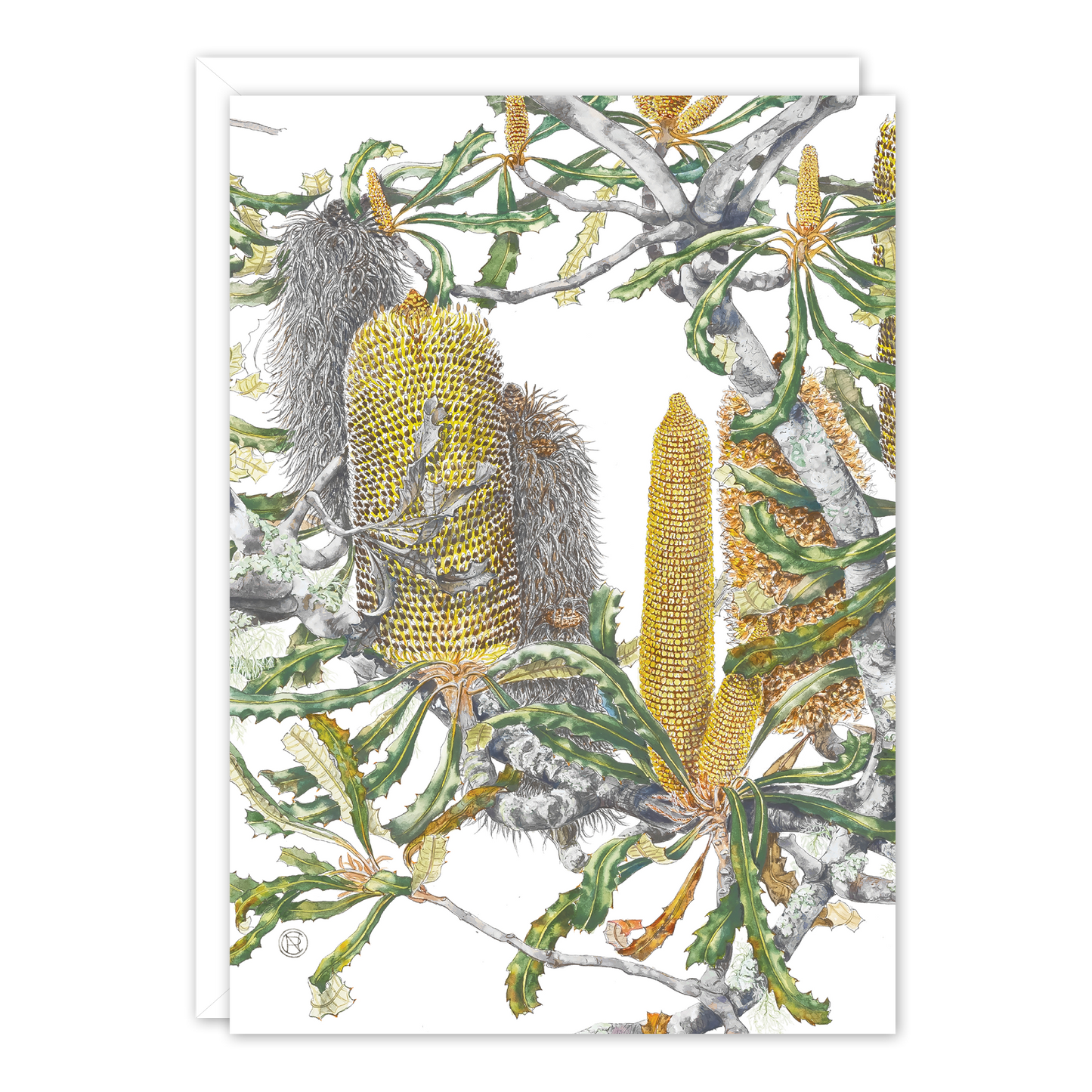 Southern plains banksia Australian Botanical Card — A6