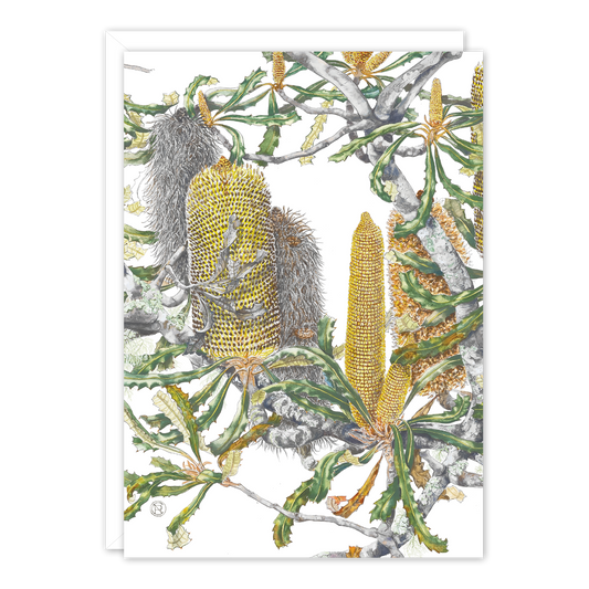 Southern plains banksia Australian Botanical Card — A6
