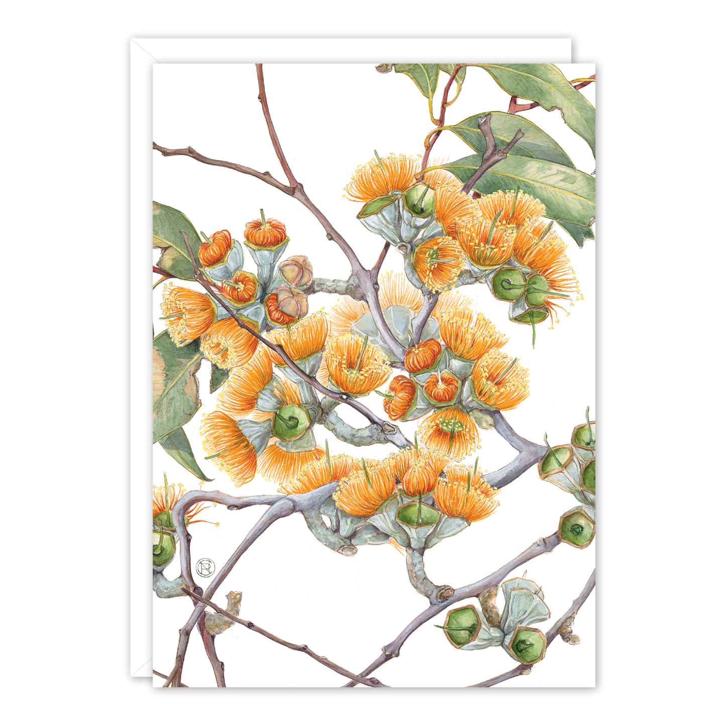 Darwin Woollybutt Australian Botanical Card — A6