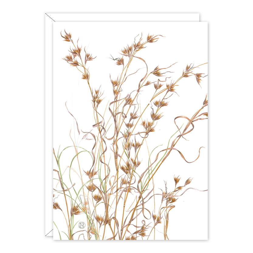 Kangaroo Grass Australian Botanical Card — A6