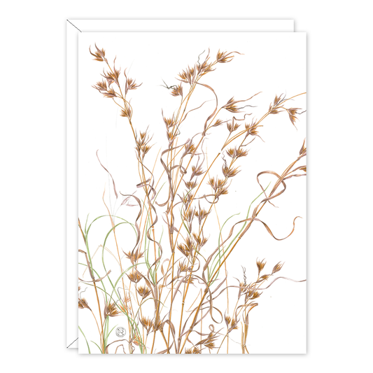 Kangaroo Grass Australian Botanical Card — A6