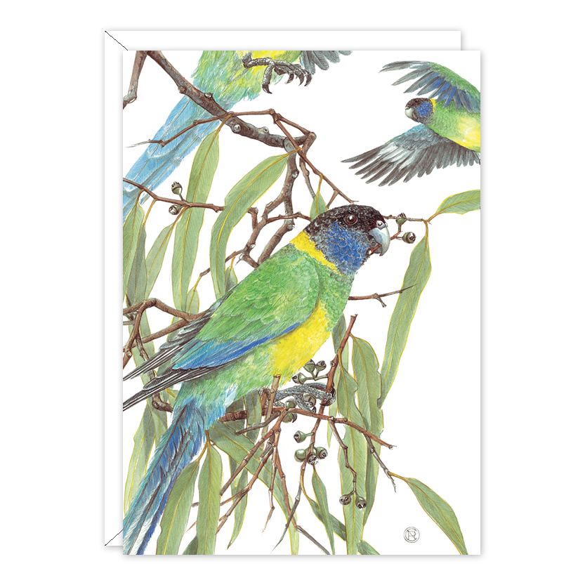 Port Lincoln Parrot Australian Wildlife Card — A6