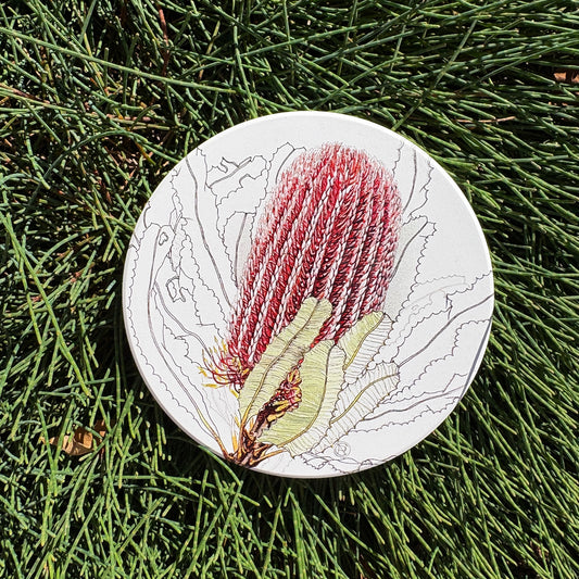 Coaster: Firewood banksia inflorescence