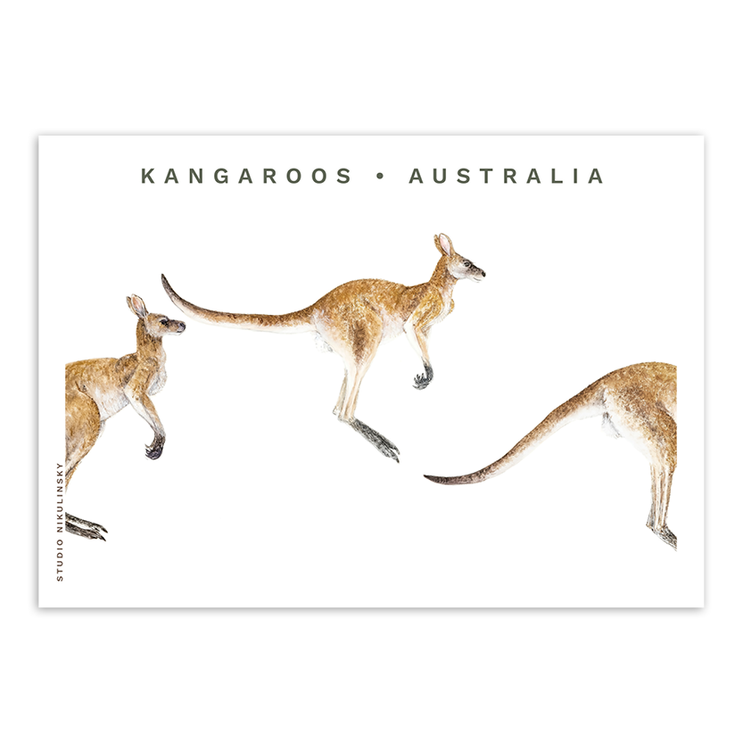 Postcard: Kangaroos - Australia