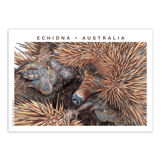 Postcard: Echidna - Australia