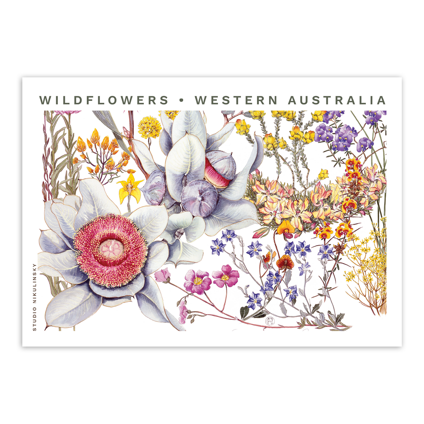 Postcard: Northern Wheatbelt Wildflowers - Western Australia