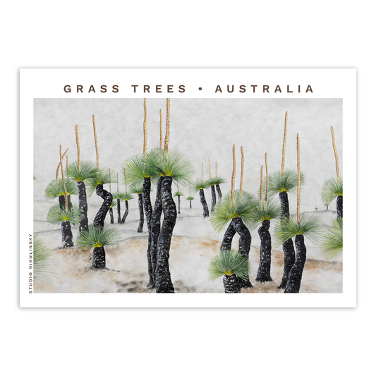 Postcard: Grass Trees - Australia