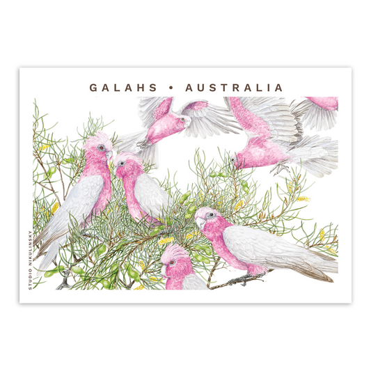 Postcard: Galahs - Australia
