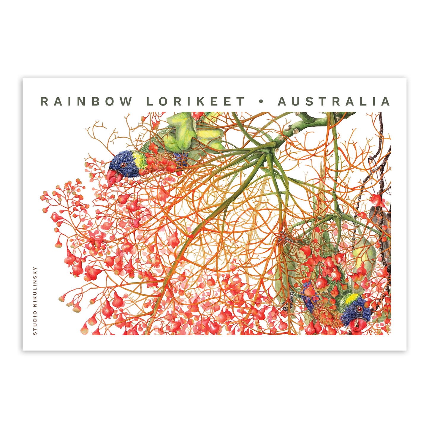 Postcard: Rainbow Lorikeets - Australia