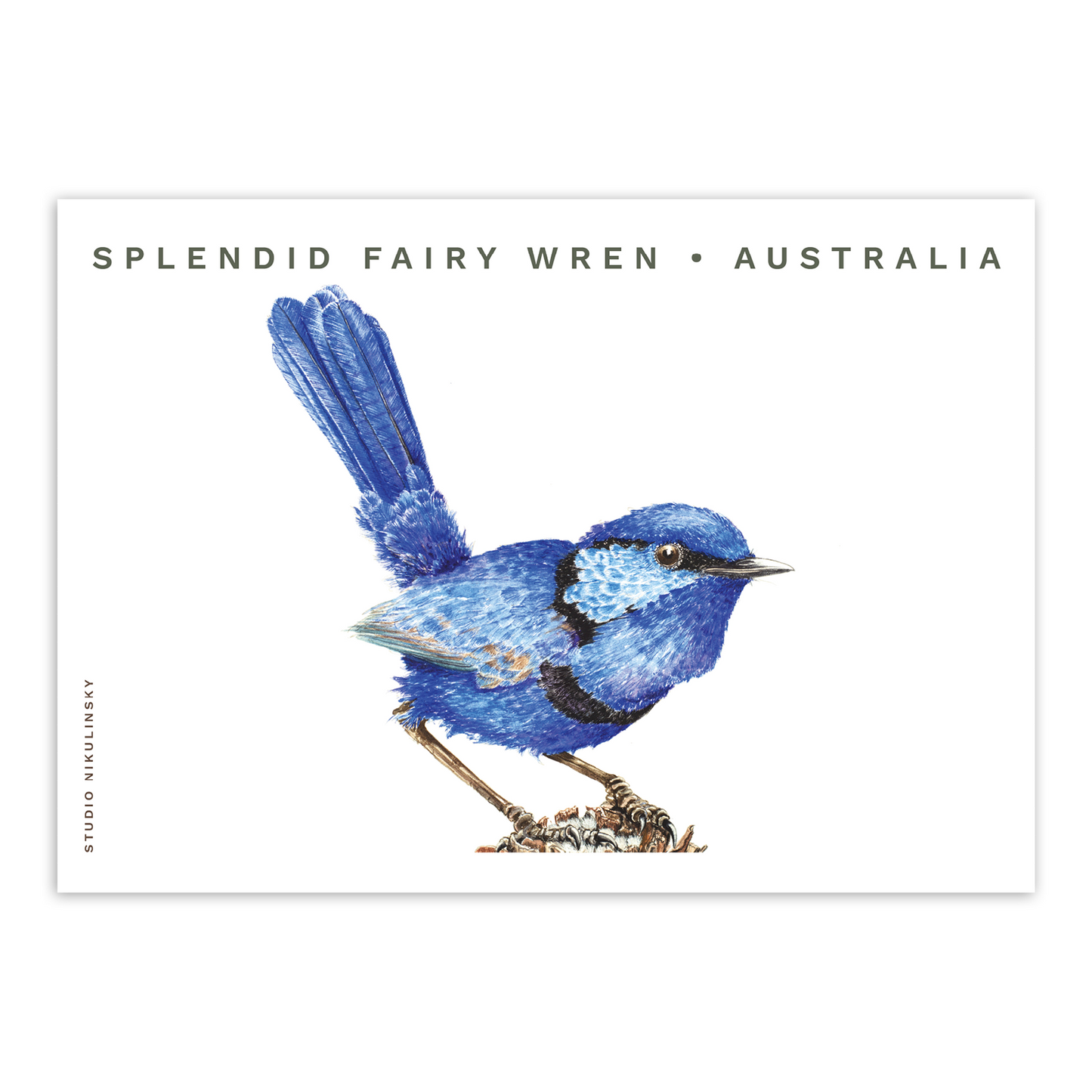 Postcard: Splendid Fairy Wren - Australia