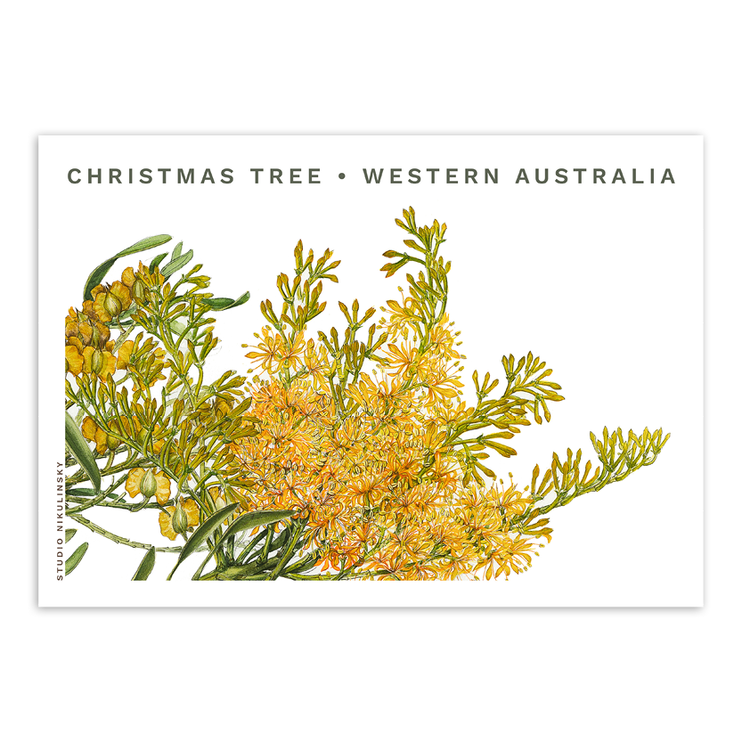 Postcard: Western Australia Christmas Tree