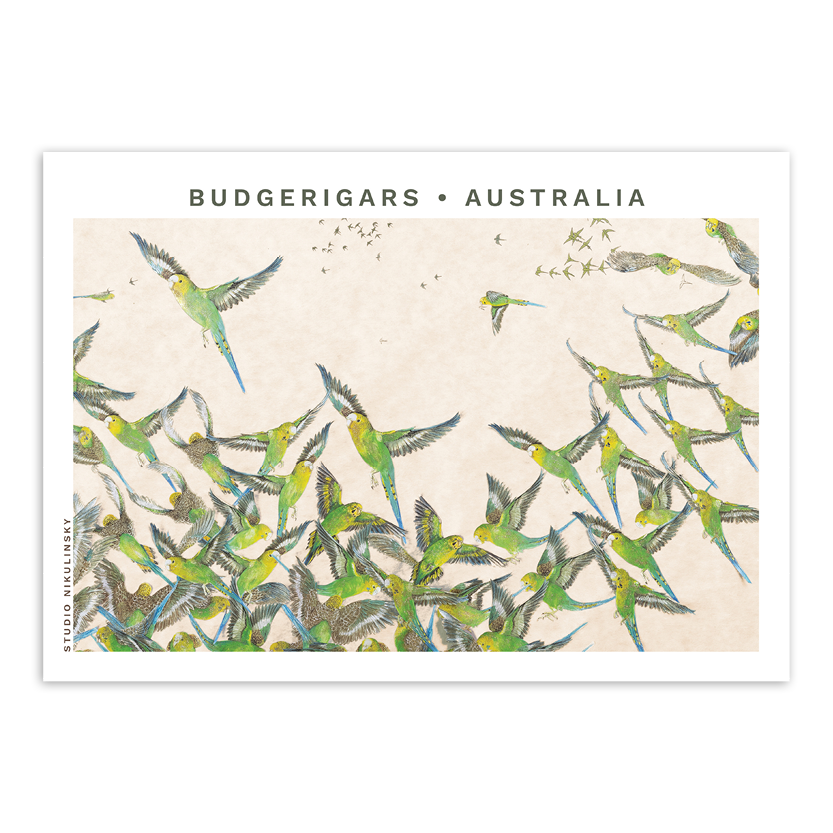 Postcard: Budgies - Australia