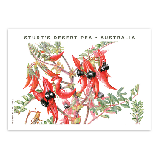Postcard: Sturt's Desert Pea - Australia