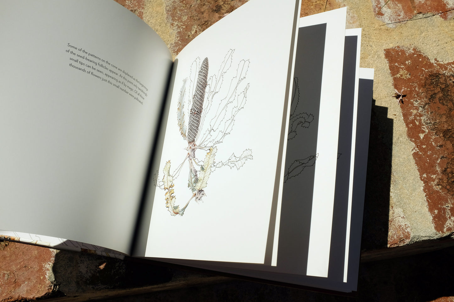 Book: Firewood Banksia