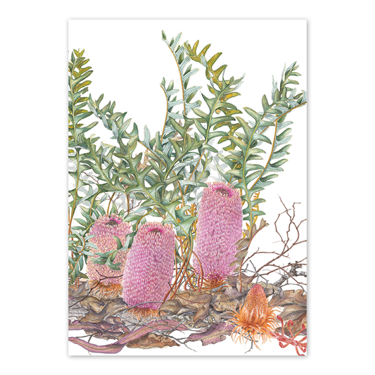 A6 Card: Banksia blechnifolia